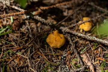 Mushroom in the mountain forest on a summer day. Close up macro view.