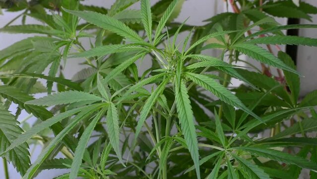 
cannabis plant beginning to flower moving gently in the wind