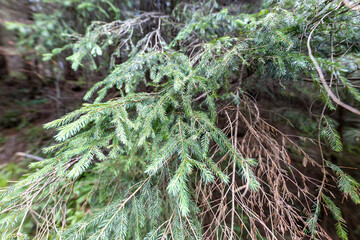 Coniferous branch. Close-up macro view.