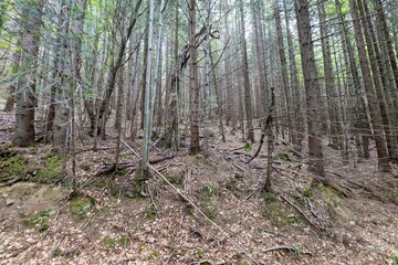 Mountain forest in the Ukrainian Carpathians.