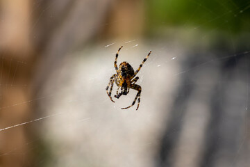 Spider on a web on a natural background. Close-up macro view.
