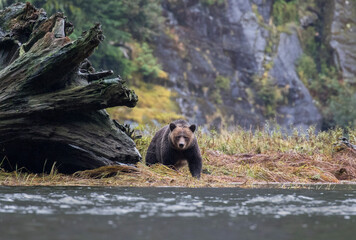 Grizzly rainforest