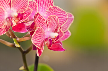 top view, close distance of pink orchids, in full bloom and green stems, on a tropical balcony