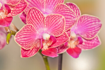 front view, close distance of purple orchids in full bloom with green leaves, on a tropical balcony