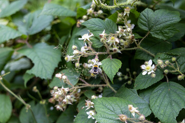 Mountain flowers in the Ukrainian Carpathians. Close-up macro view.