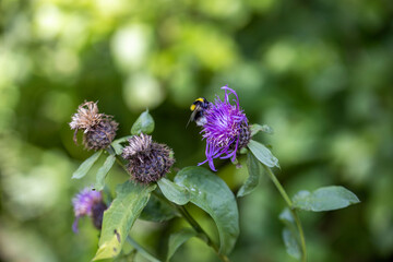 A bee on a purple flower. Close-up macro view.