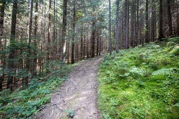 Mountain dirt road in the Ukrainian Carpathians on a summer day.