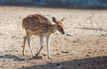 Female spotted deer in Karamjal Wildlife Breeding Center, Khulna, Sundarbans,Bangladesh.