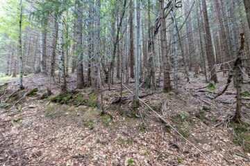 Mountain forest in the Ukrainian Carpathians.