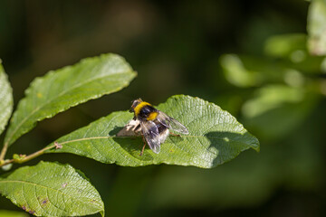 Fototapeta premium A bee on a green leaf lit by sunlight. Close-up macro view.