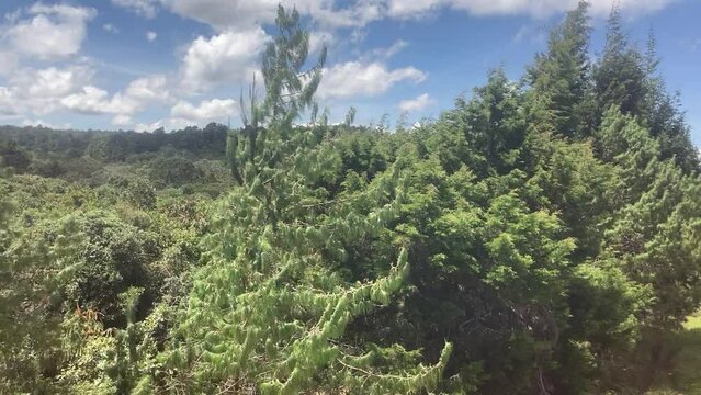 View of the Tree Canopy Along the Road to Arvi Park, Colombia