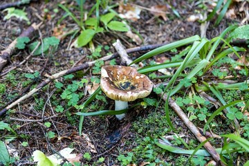 Mushroom in the mountain forest on a summer day. Close up macro view.
