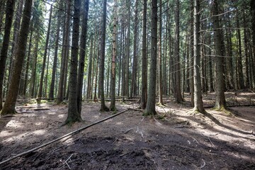 Mountain forest in the Ukrainian Carpathians.