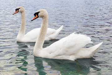 Close-up view of a pair  swans enjoying a leisurely swim in lake. A pair of swans is a symbol and...