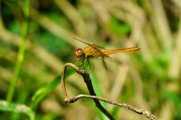 Golden dragonfly on a natural background