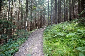 Mountain dirt road in the Ukrainian Carpathians on a summer day.