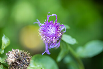 Mountain flowers in the Ukrainian Carpathians. Close-up macro view.