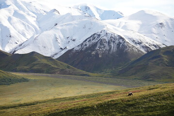 Fototapeta premium Denali, Alaska Mountains