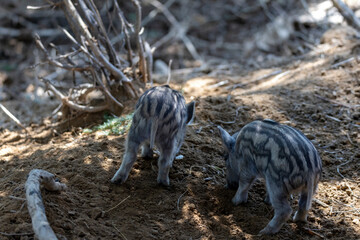 Wild boar. Close up detailed view