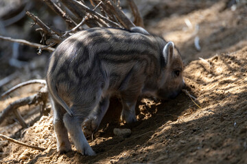 Wild boar. Close up detailed view