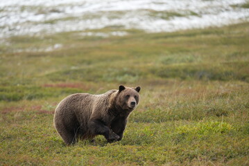 Bear in the mountains