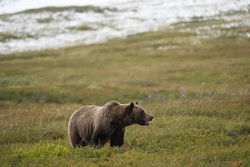Cercles muraux Denali Bear in the mountains