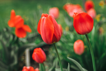 Beautiful red tulip flowers in a spring garden.