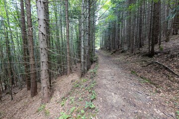 Mountain forest in the Ukrainian Carpathians.