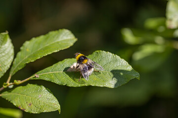 A bee on a green leaf lit by sunlight. Close-up macro view.