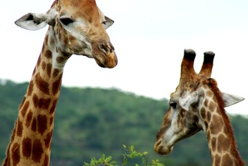 Giraffe 46