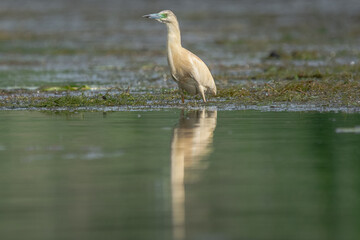 Czapla modronosa łac.  Ardeola ralloides stojąca na skraju wody z odbiciem lustrzanym na wodzie. Fotografia z Delta Dunaju Rumunia.