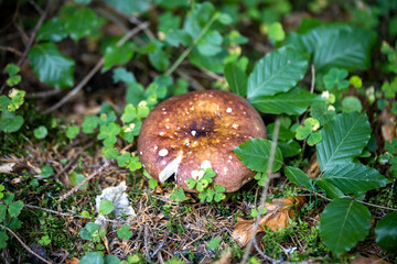 Mushroom in the mountain forest on a summer day. Close up macro view.