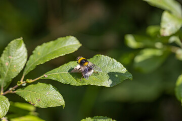 A bee on a green leaf lit by sunlight. Close-up macro view.