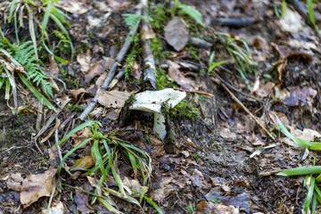 Mushroom in the mountain forest on a summer day. Close up macro view.