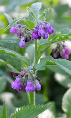 In the meadow, the comfrey (Symphytum officinale) is blooming - obrazy, fototapety, plakaty