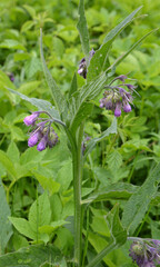 In the meadow, the comfrey (Symphytum officinale) is blooming