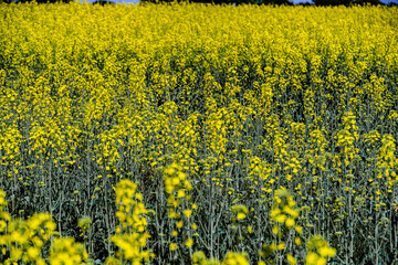 Obraz premium plantas y flores en Blanes