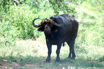 Obraz premium Buffalo 1