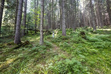 Mountain forest in the Ukrainian Carpathians.