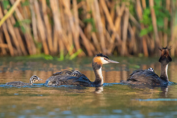 Para perkozów dwuczubych łac. Podiceps cristatus z pisklakiem pływająca w wodzie. Fotografia z Delty Dunaju Rumunia.