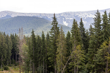 Panorama of mountains in the Ukrainian Carpathians on a summer sunny day.