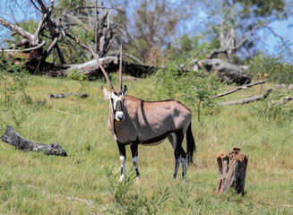 Oryx or gemsbok is an African antelope with beautiful long horns grazing in the savannah.