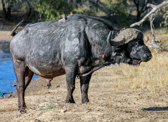 Side view of an old bull black or Kaffir Buffalo coming out of watering hole.