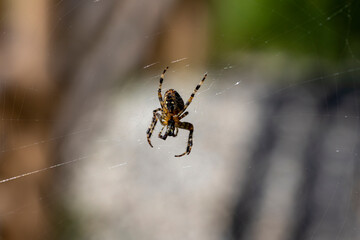Spider on a web on a natural background. Close-up macro view.