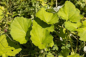 Green leaf in the forest. Close-up macro view.