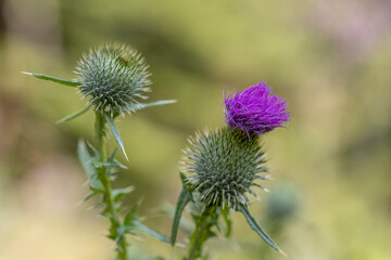 Mountain flowers in the Ukrainian Carpathians. Close-up macro view.