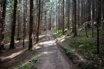 Fototapeta na wymiar Mountain forest in the Ukrainian Carpathians.