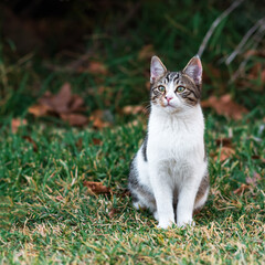 Naklejka na ściany i meble stray kitten near his shelter in the bushes in the park