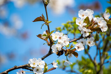 This white blossom is on a Japanese cherry tree.This tree does produce cherries but they are inedible and tiny