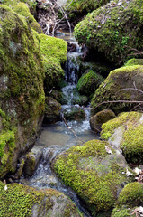 Green moss. Forest vegetation. Nature in spring. Rocks. Water flowing